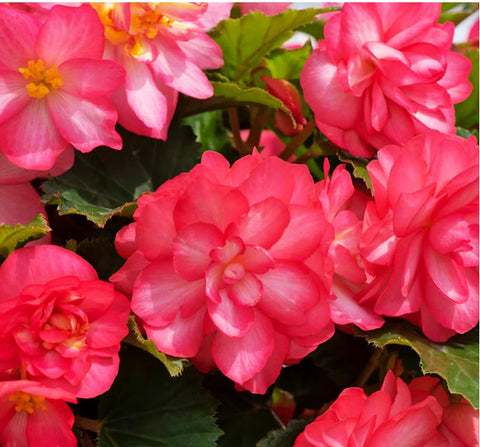 Seeds Of Strength pink begonia flowers from different angle showcase vibrant petals.
