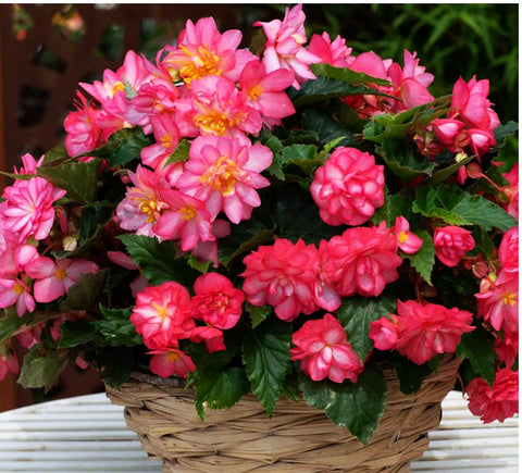 Seeds Of Strength pink begonia flowers in bloom brighten borders.