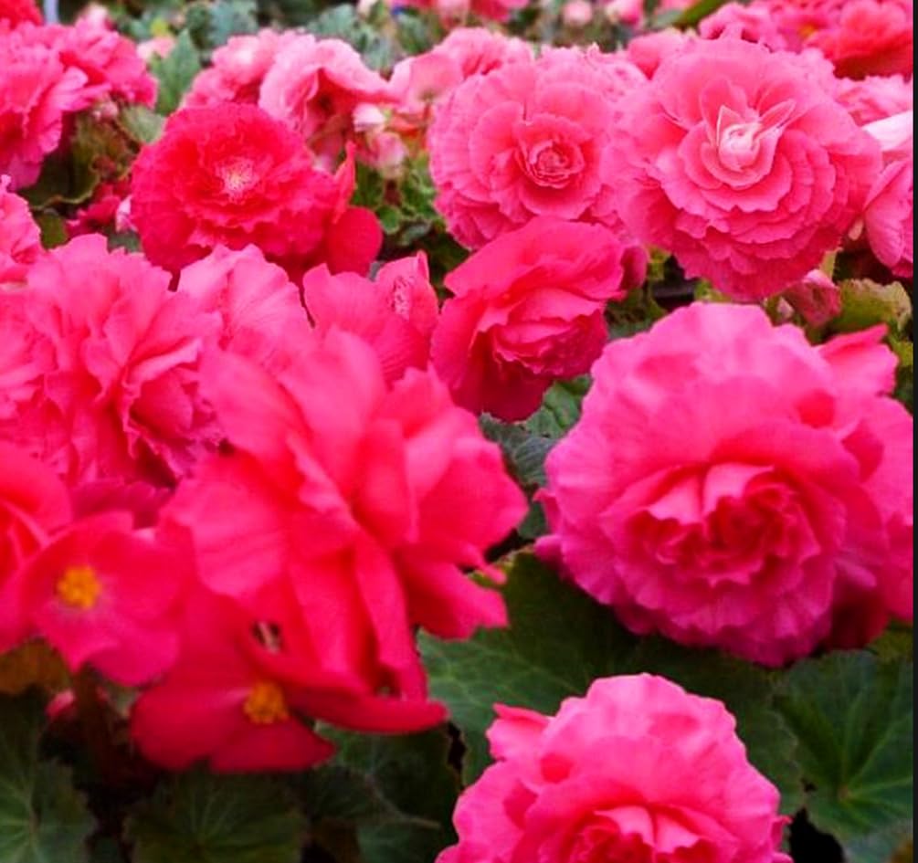 Seeds Of Strength pink begonia germination tray with sprouting seedlings.