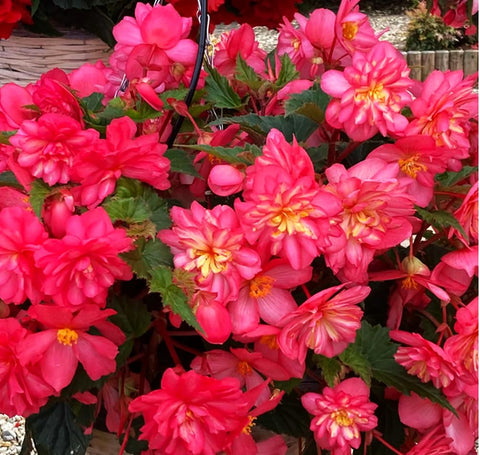 Seeds Of Strength pink begonia thriving in shade-friendly garden bed.