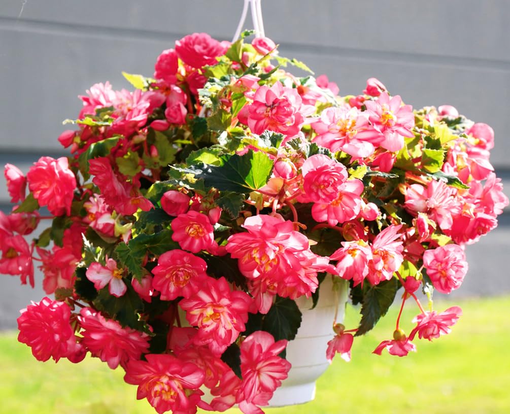 Seeds Of Strength pink begonia packaging label highlights easy grow seed.