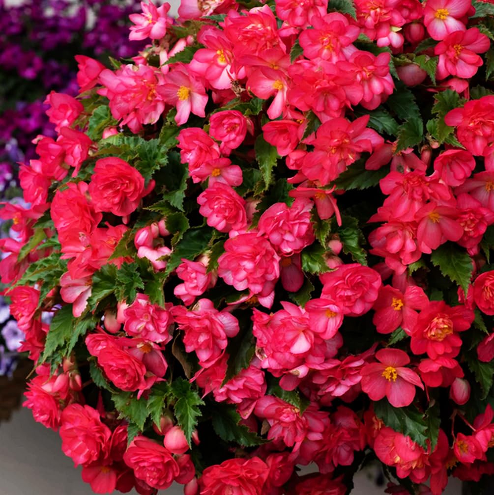 Seeds Of Strength pink begonia seed pack ready for sowing in home gardens.