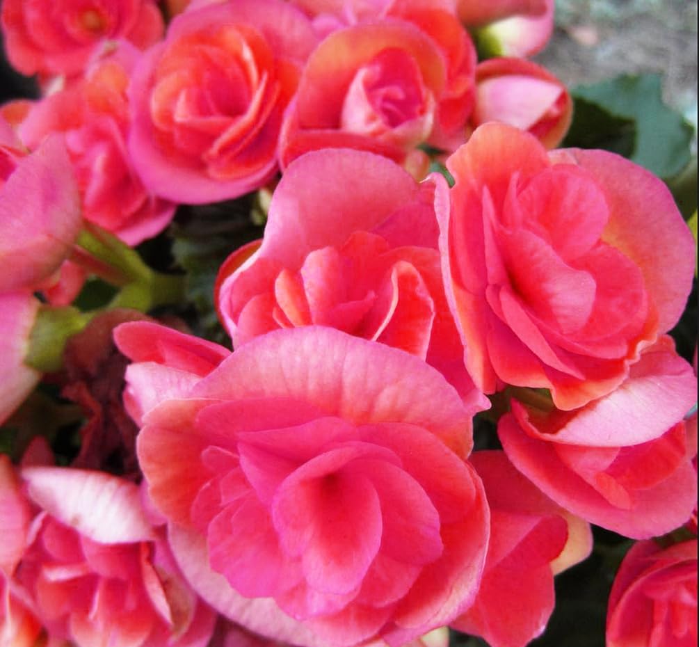 Seeds Of Strength pink begonia seedling stage ready for hardening.