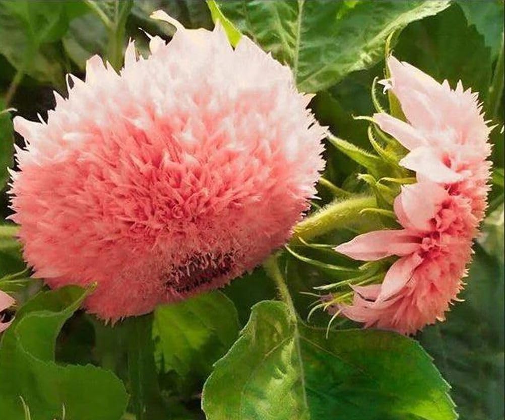 Seeds Of Strength pink bloom close-up highlights cheerful petals and sturdy stems
