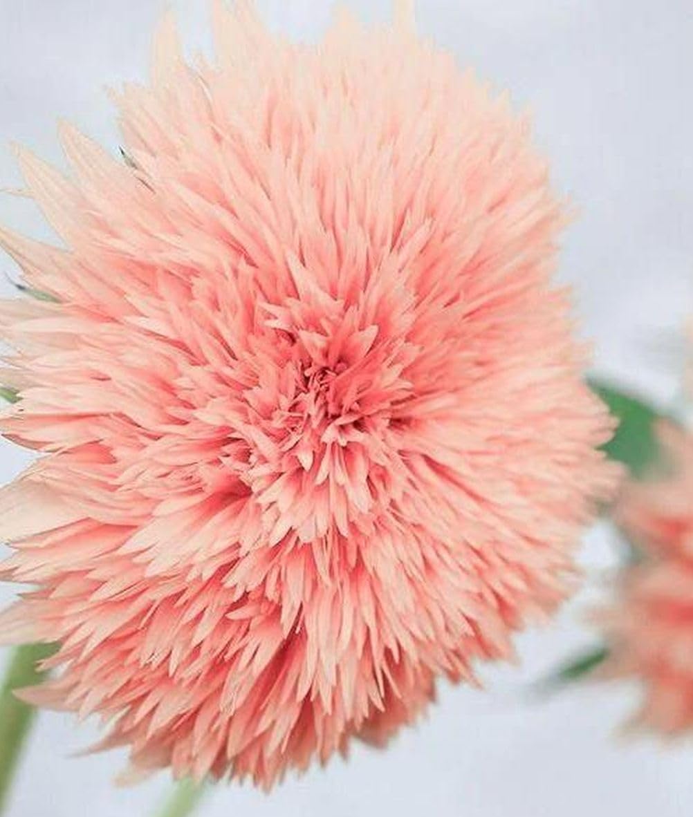 Seeds Of Strength pink dwarf teddy bear sunflowers thriving in containers