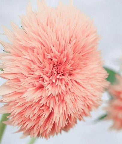Seeds Of Strength pink dwarf teddy bear sunflowers thriving in containers
