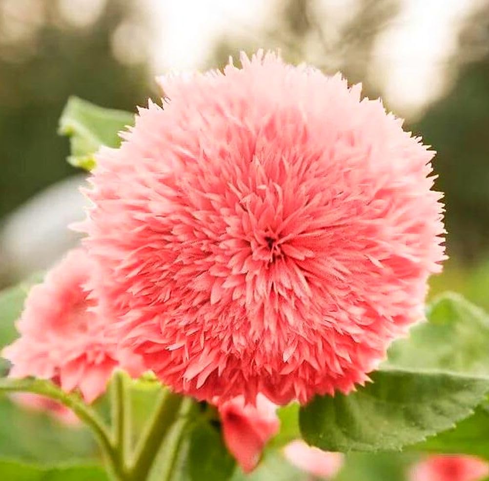 Seeds Of Strength pink dwarf teddy bear sunflower seeds for bright, compact garden color