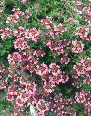 Seeds Of Strength pollinator-friendly thyme attracting bees and butterflies.