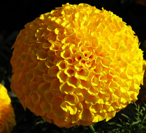 Seeds Of Strength pompon mum borders show compact, uniform blooms on sturdy stems.