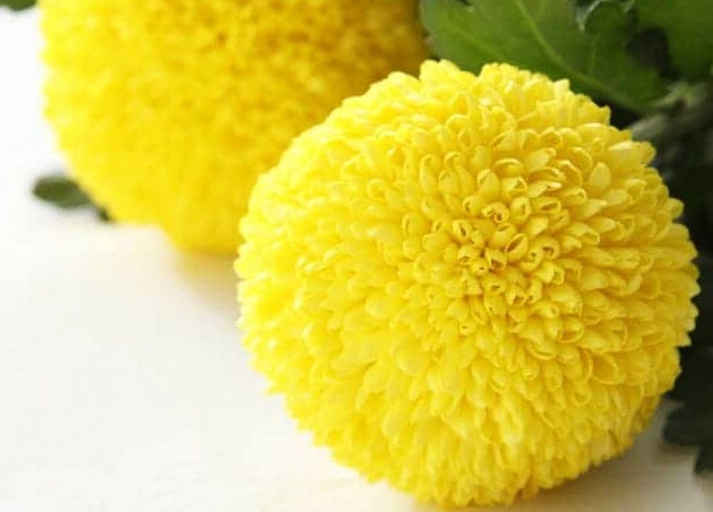 Seeds Of Strength pompon mum container planting highlights a vivid patio display.