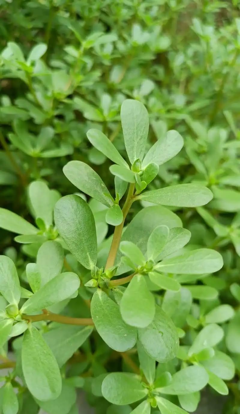 Seeds Of Strength Portulaca oleracea leaves closeup highlighting edible greens