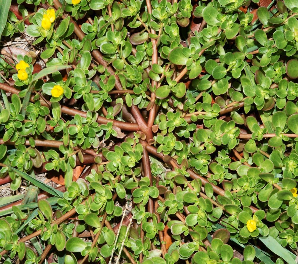 Seeds Of Strength Portulaca seedlings emerging for beginner-friendly planting