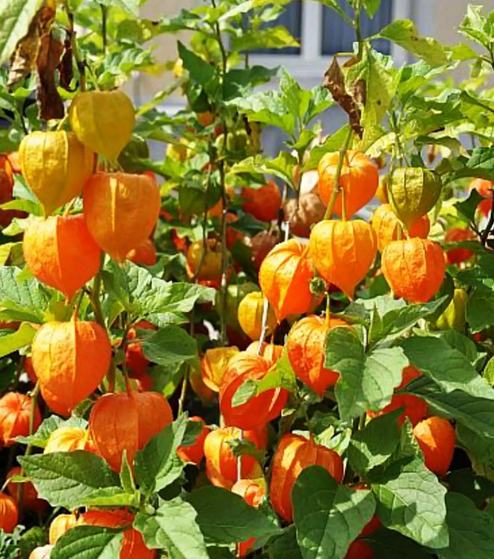 Cape gooseberry berries on vine ready for fresh eating from Seeds Of Strength