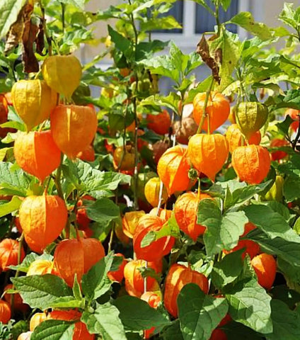 Cape gooseberry berries on vine ready for fresh eating from Seeds Of Strength