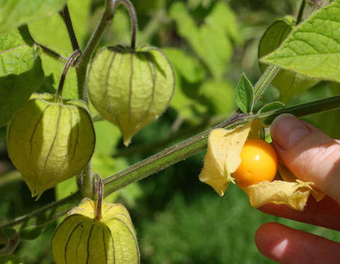 Seeds Of Strength cape gooseberry plants thriving in a sunlit outdoor garden