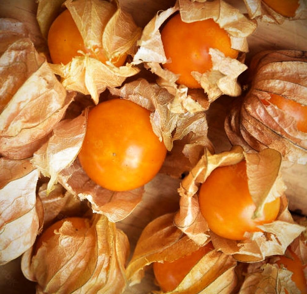 Seeds Of Strength cape gooseberry seeds germinating in indoor tray for quick start
