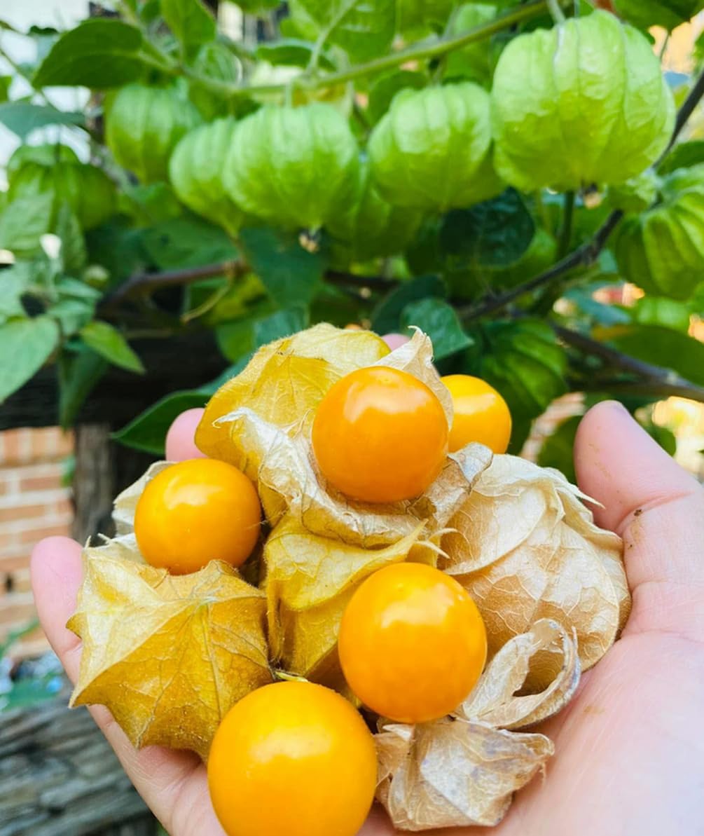 Cape gooseberry fruits stored in husks for extended freshness by Seeds Of Strength