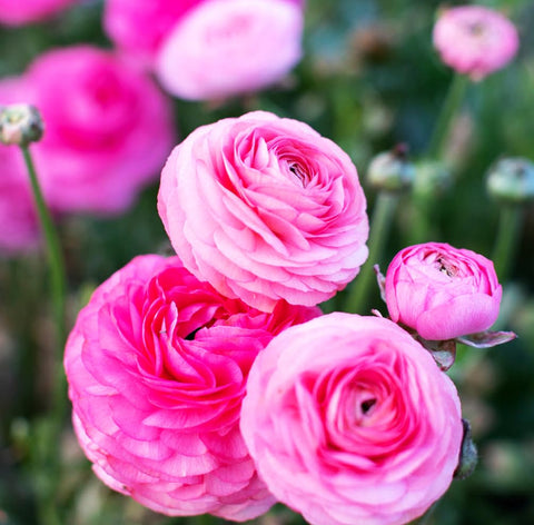 Seeds Of Strength long-lasting blooms extend color display for weeks in garden and arrangements.