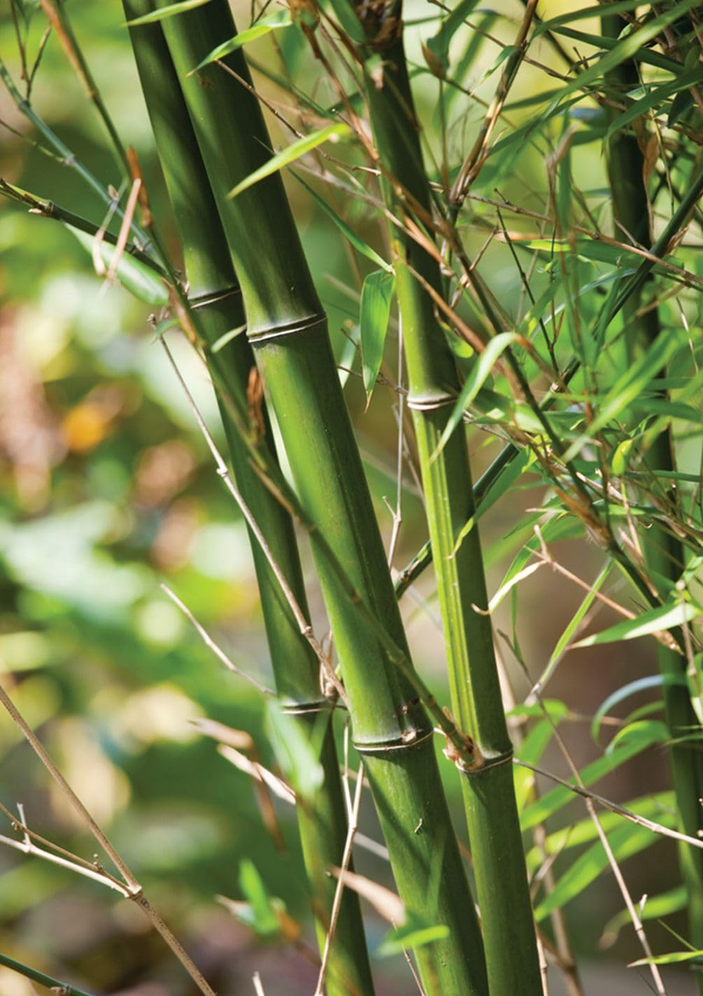 Seeds Of Strength privacy screen bamboo garden visually blocks wind and views.