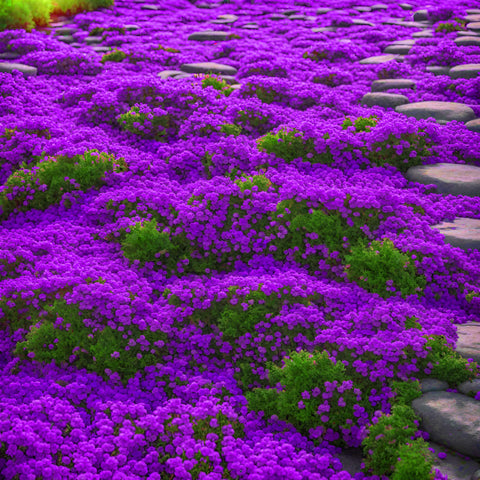 Seeds Of Strength purple creeping thyme seeds in packet, ideal ground cover for borders.