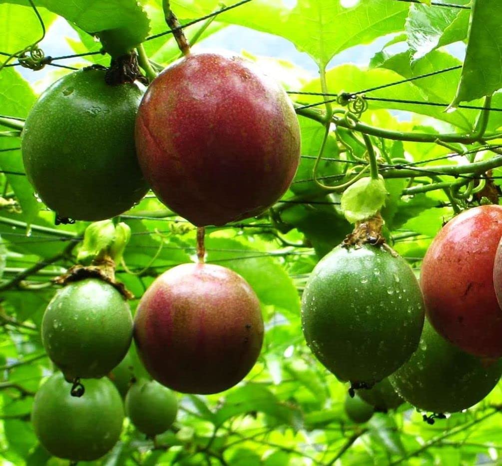 Seeds Of Strength purple passion fruit seeds pack for home garden