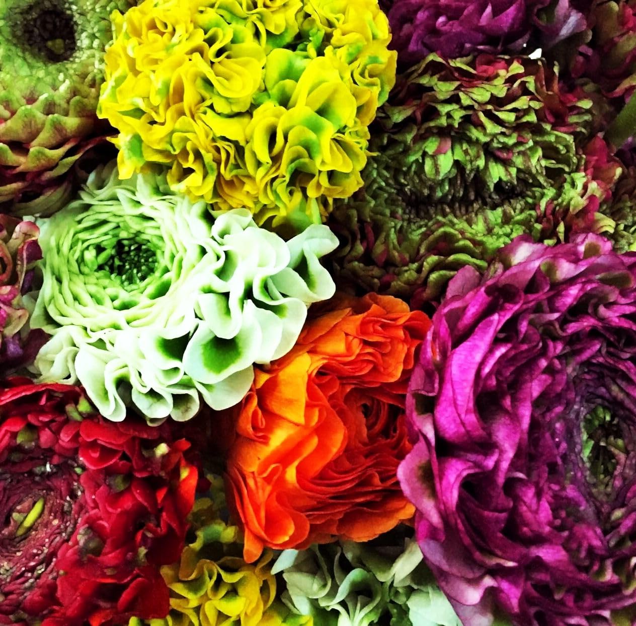 Seeds Of Strength rainbow bloom container display for patio cheer.