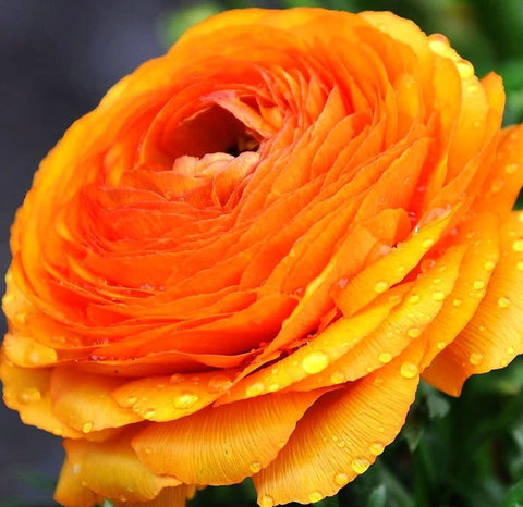 Planting Seeds Of Strength ranunculus bulbs in a container with soil