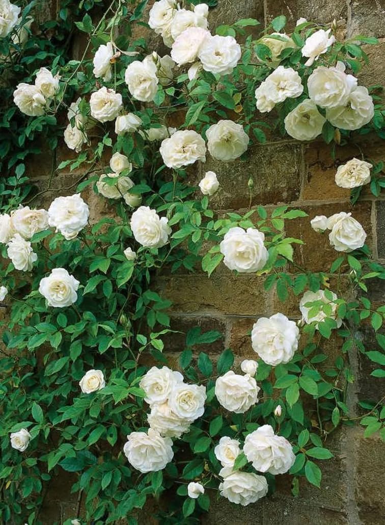 Seeds Of Strength rare heirloom rose seeds offer unique color options and heirloom quality.