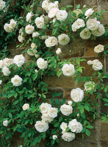 Seeds Of Strength rare heirloom rose seeds offer unique color options and heirloom quality.