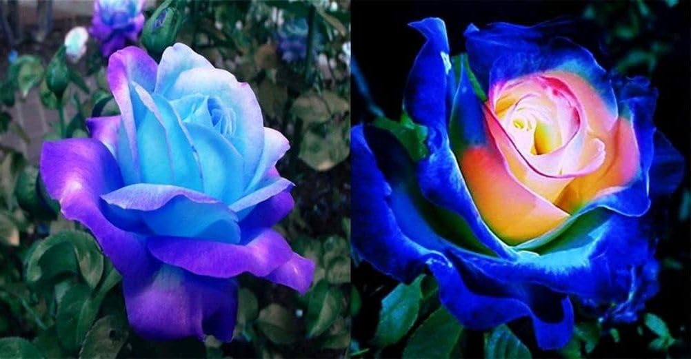 Seeds Of Strength rare lavender-hued pink rose seeds packet for balcony gardening, ideal for beginners.