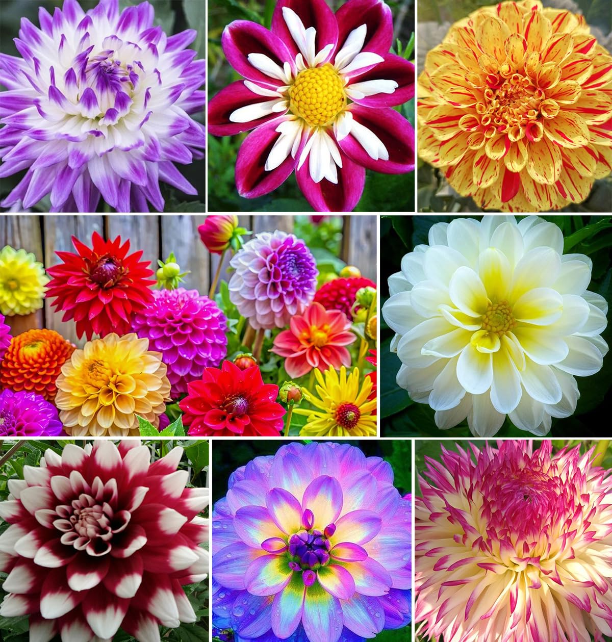 Seeds Of Strength rare mix dahlia pompon seeds pack for vibrant color variety