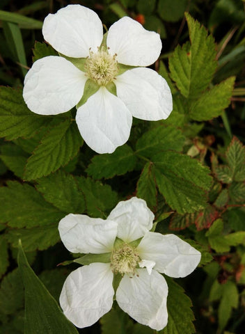Seeds Of Strength raspberry indoors seedlings show sturdy start