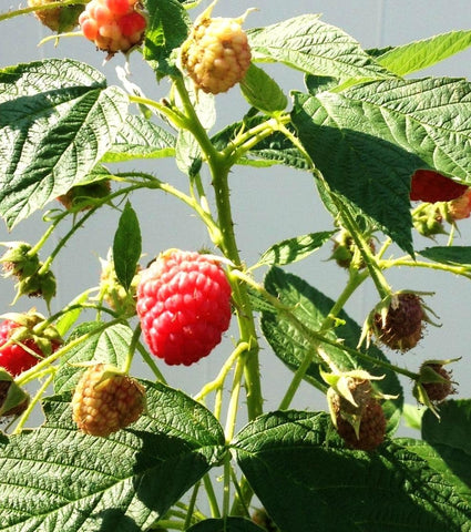Seeds Of Strength raspberry outdoor transplant setup for robust growth