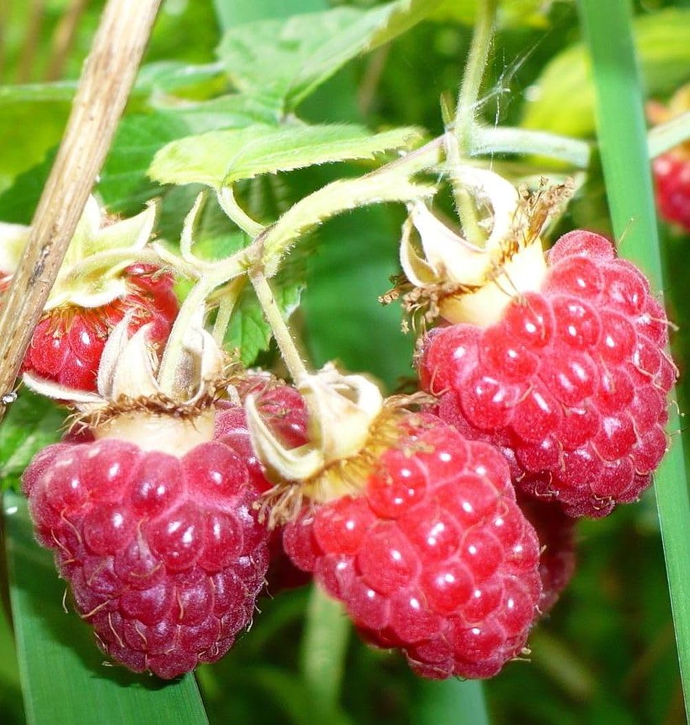 Seeds Of Strength raspberry planting instruction visuals guide home growers