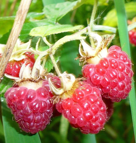 Seeds Of Strength raspberry planting instruction visuals guide home growers