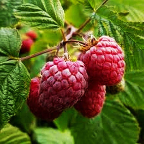 Seeds Of Strength raspberry seedling care supports healthy transplants in sunny, well drained beds