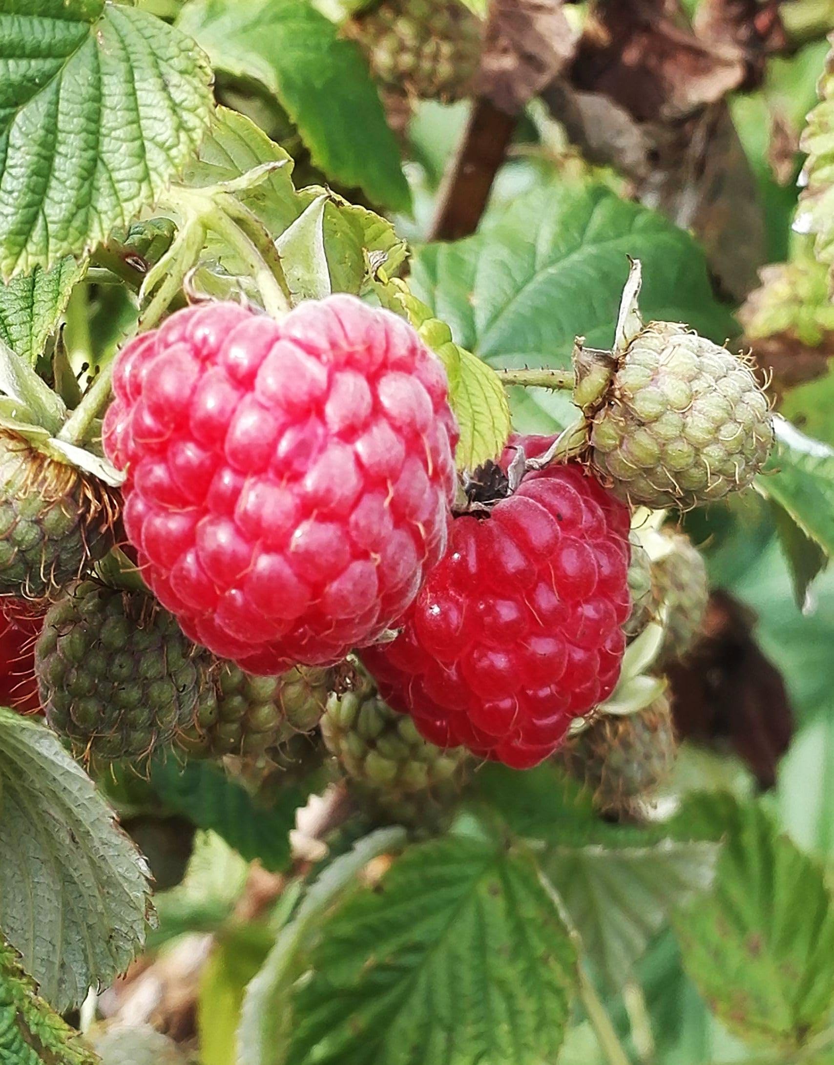 Seeds Of Strength raspberry seeds closeup aids germination planning