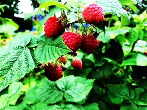Seeds Of Strength raspberry seeds germination for early garden success and soil friendly growth