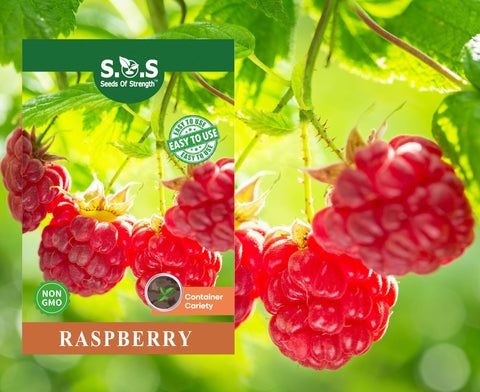 Seeds Of Strength raspberry seeds pack ready for home planting