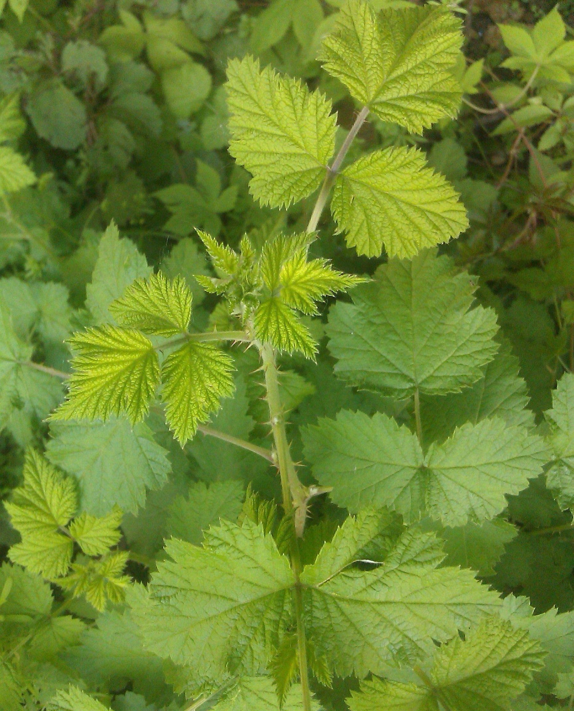 Seeds Of Strength raspberry stratification process for germination readiness
