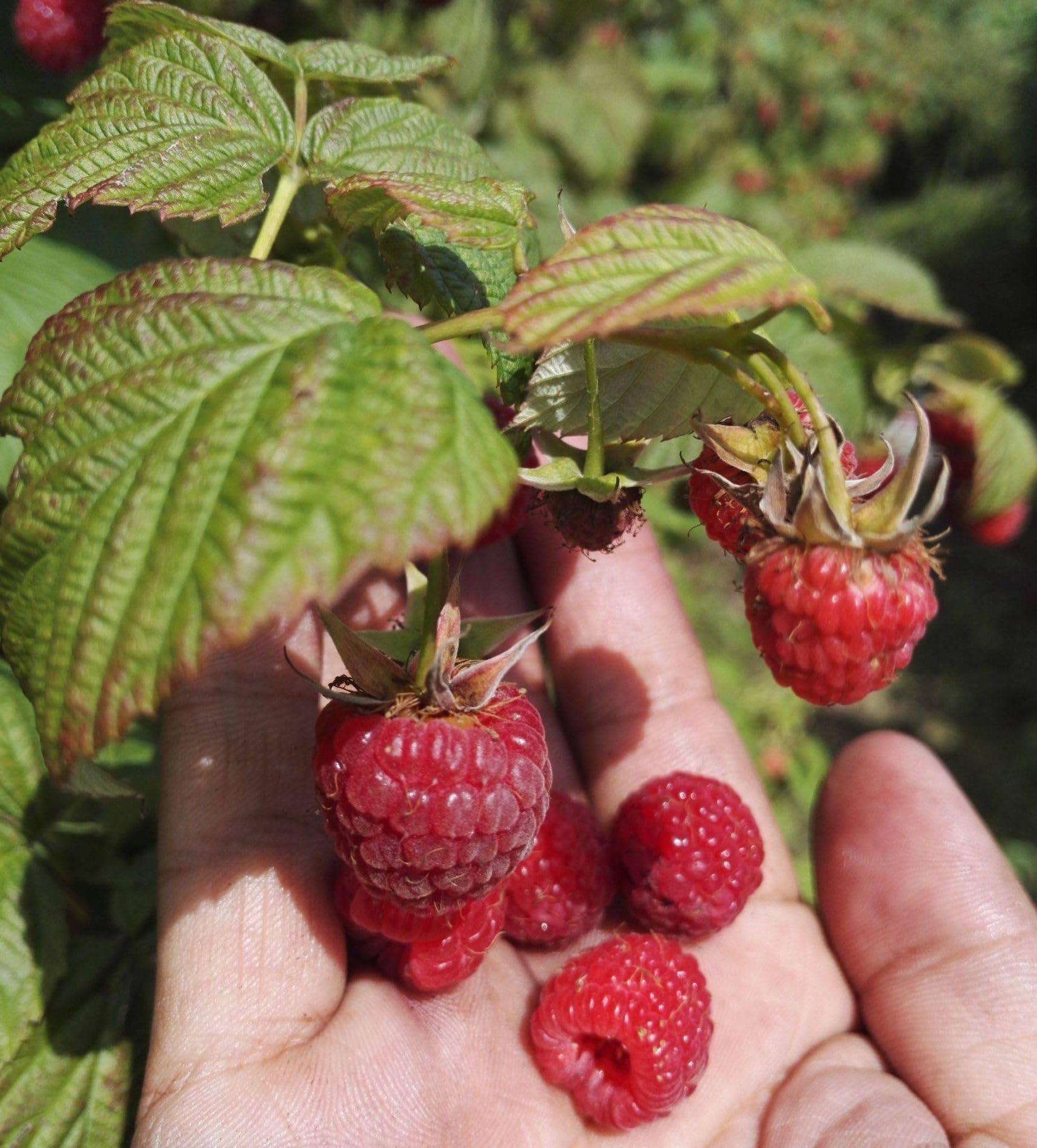 Seeds Of Strength raspberry trellis system supports vigorous vines