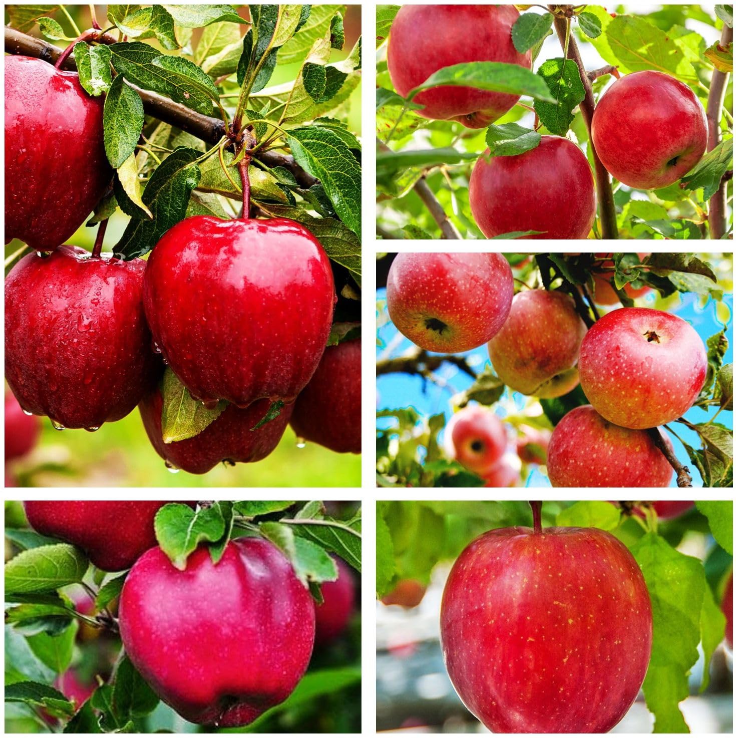 Seeds Of Strength red apple seed pack ready for backyard planting and future harvest.