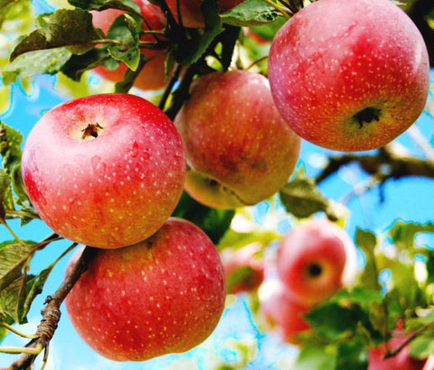 Seeds Of Strength red apple seeds shown for bed planting and homegrown apples.