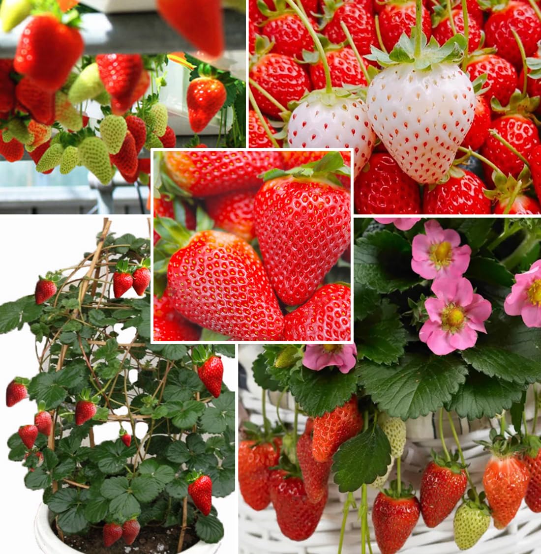 Seeds Of Strength red climbing strawberry seeds plant closeup for a reliable home harvest