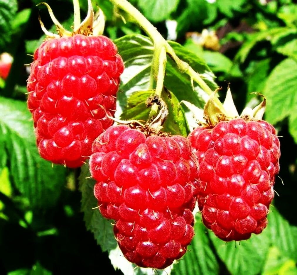 Seeds Of Strength red raspberry seeds pack for a vibrant home garden and edible harvest