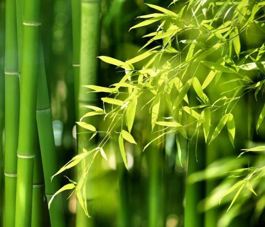 Seeds Of Strength rhizome barrier installation helps contain spreading bamboo.