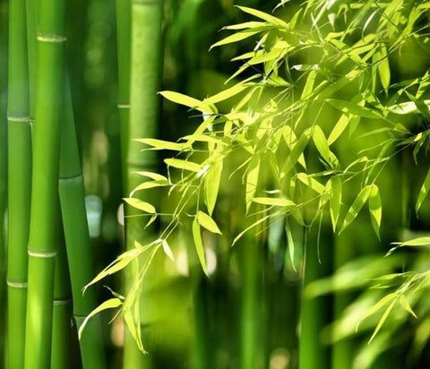 Seeds Of Strength rhizome barrier installation helps contain spreading bamboo.