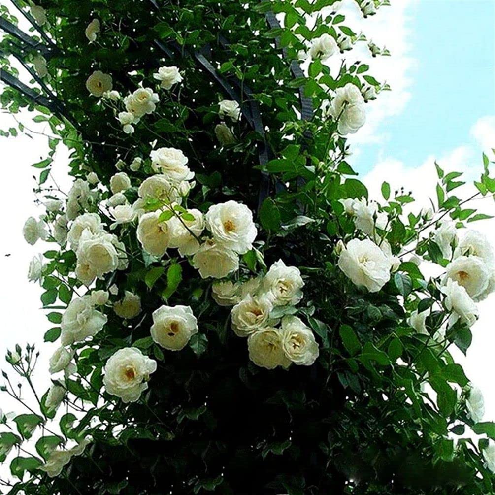 Seeds Of Strength rose bush seeds, versatile for borders and containers.
