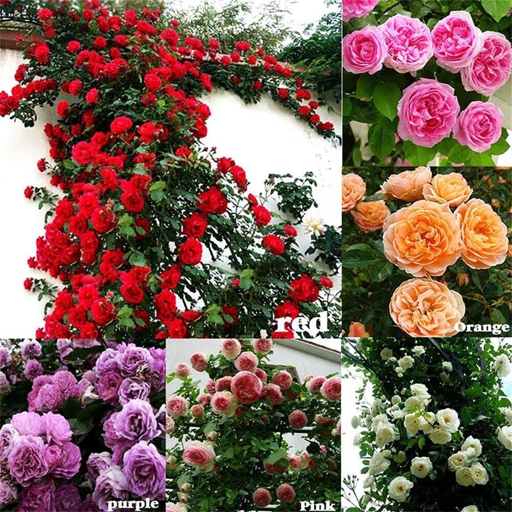 Seeds Of Strength rose climbing seeds for vibrant climbers in sunny gardens.