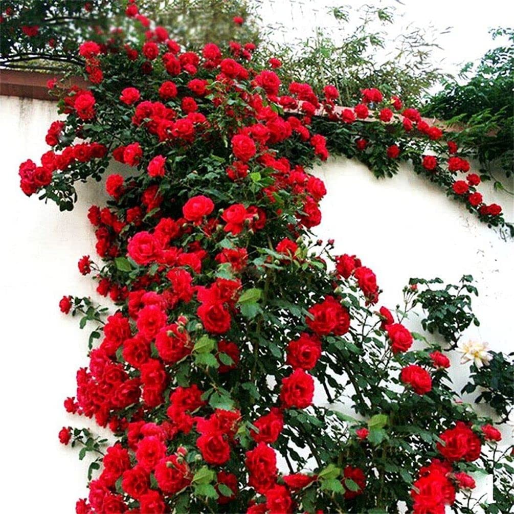 Seeds Of Strength rose climbing seeds for vibrant climbers in sunny gardens.